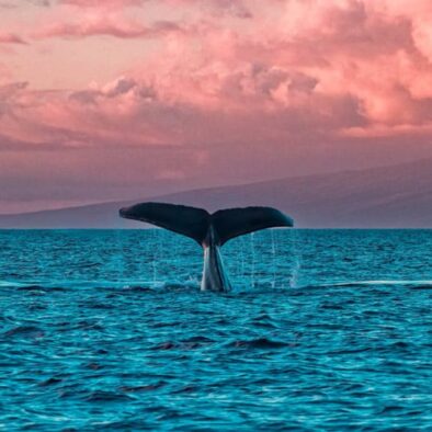 Whale tail at sunset