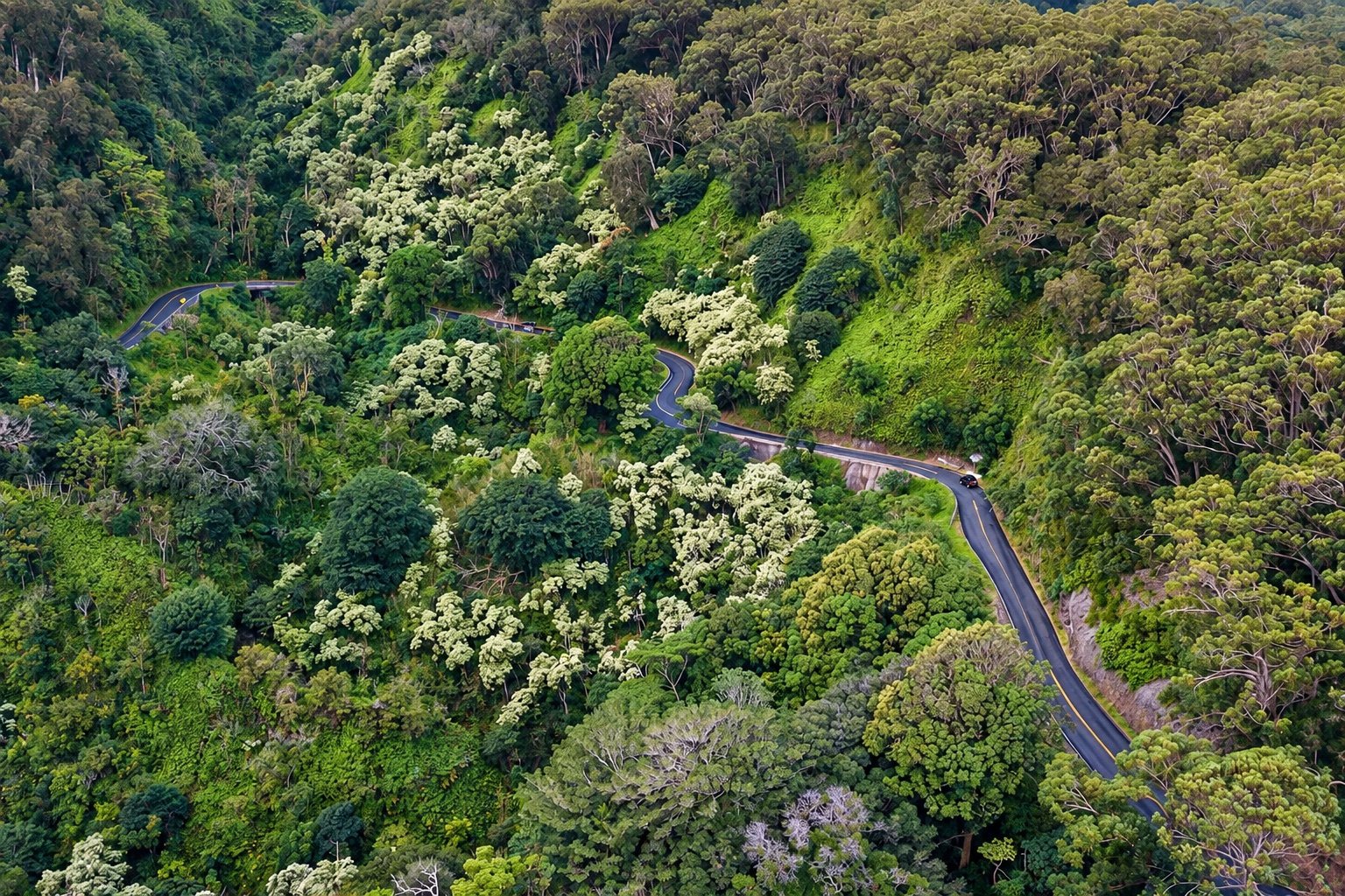 Aerial view of the winding Hana Highway and a bridge surrounded by dense green rainforest