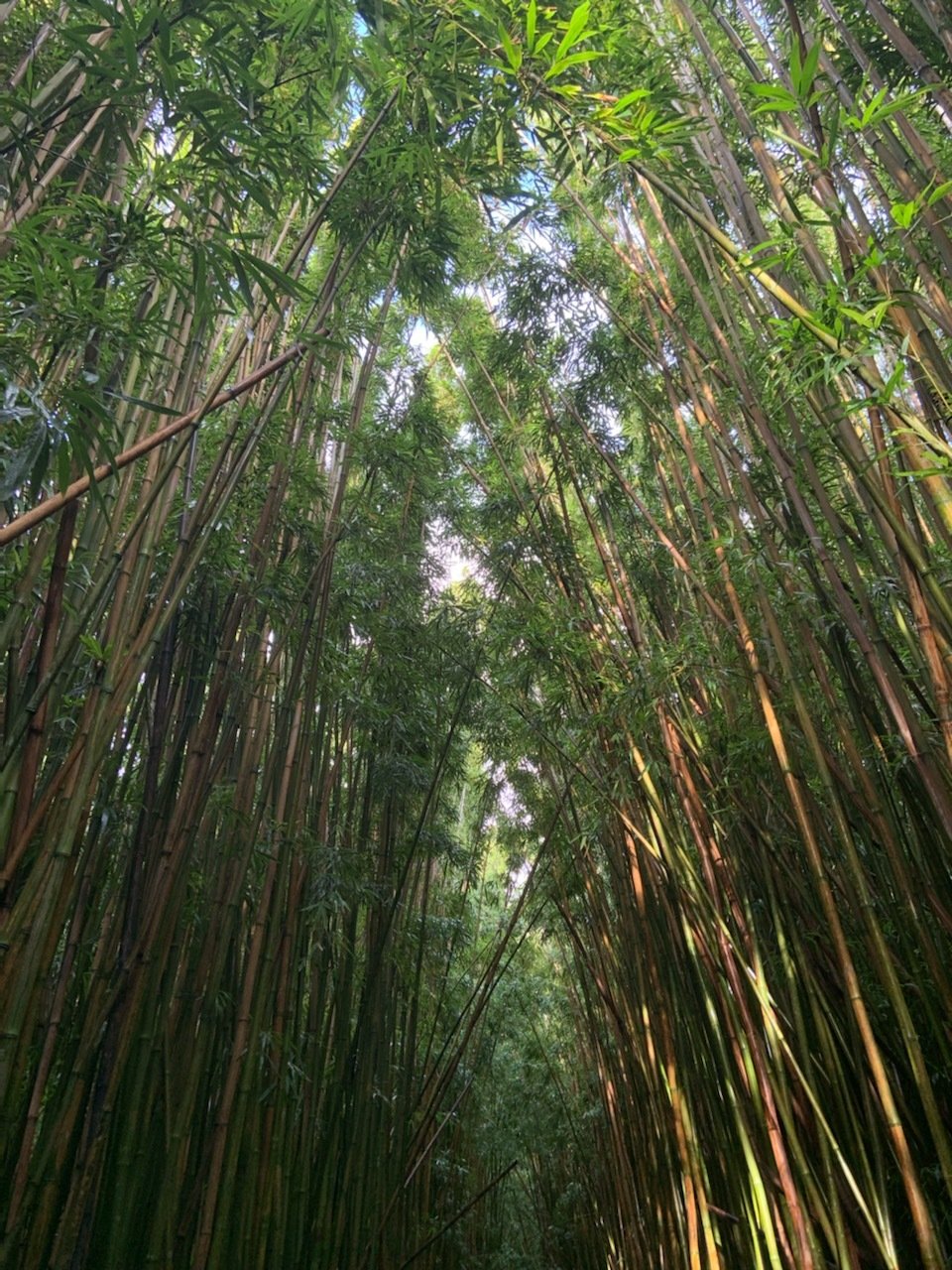 Bamboo rises above a boardwalk on the Pīpīwai Trail
